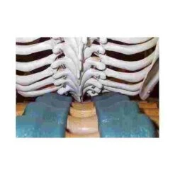 Back Stretcher -Exercise Shop 219 5100 3